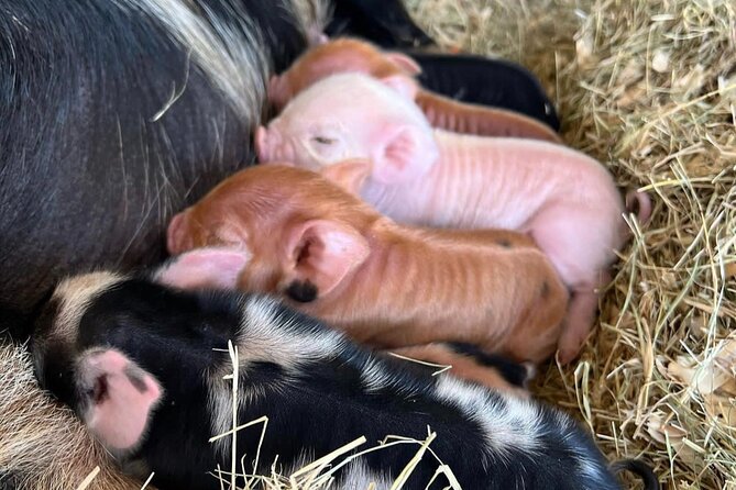 KuneKune Pig Farm Tour - Welcoming Atmosphere and Hospitality