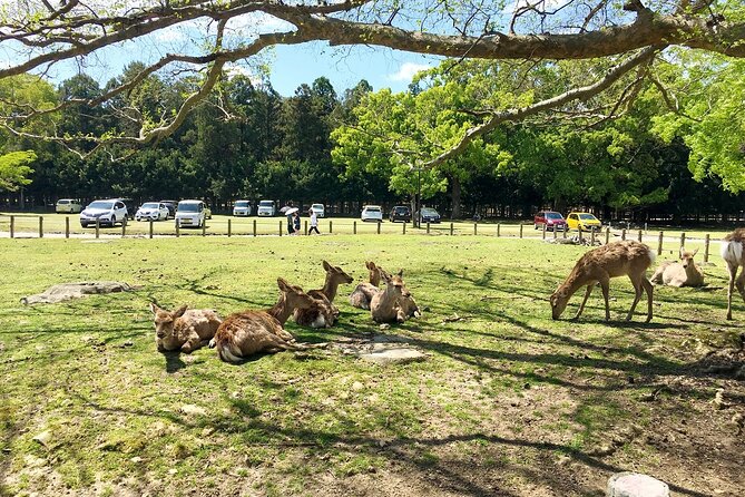 Kyoto & Nara 1 Day Private Charter Car Tour From Osaka or Kyoto - What to Expect on the Tour
