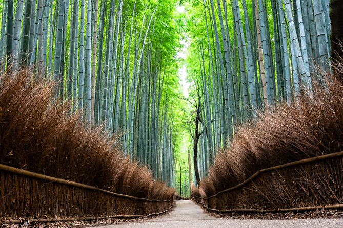 Kyoto: Private City Highlights Tour by Car - Experiencing the Tranquility of Arashiyama Bamboo Grove
