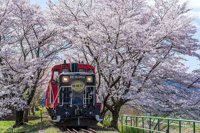 Kyoto Sagano Romantic Train With Cherry Blossoms Bus Tour - Guest Feedback and Experiences