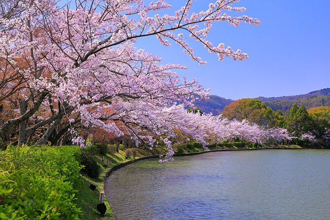 Kyoto Sakura & Hidden Gems of Timeless Tradition - Accessibility and Recommendations