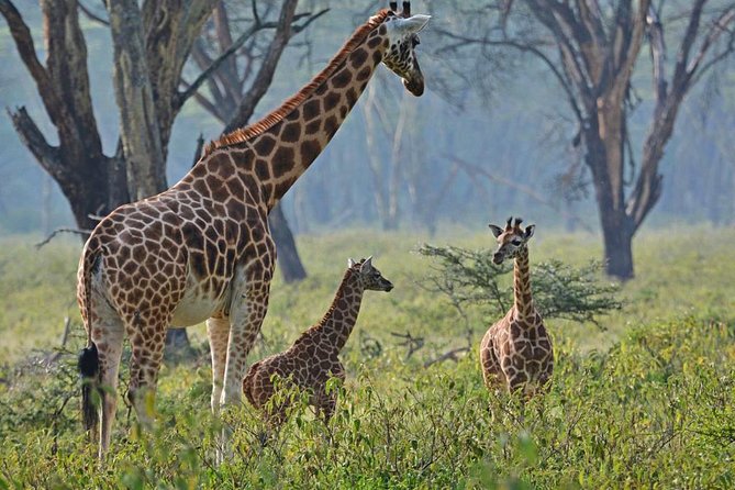 Lake Nakuru National Park: Day Trip From Nairobi - Wildlife and Scenic Highlights