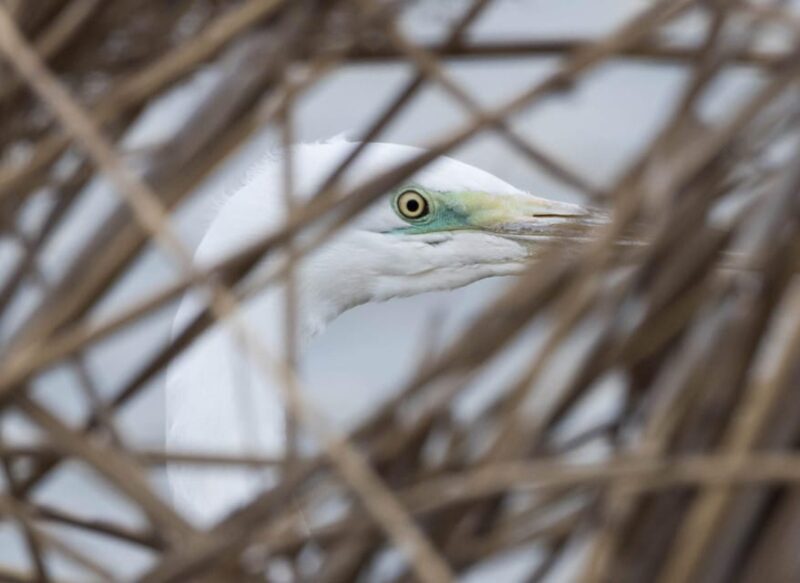 Lake Tisza: Boat Trip in the Bird Paradise - Wildlife and Environment