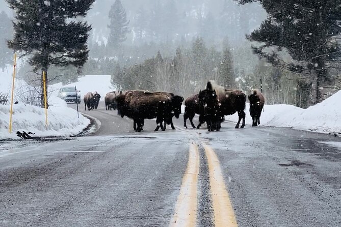 Lamar Valley: Winter Wildlife Safari + Lunch | Bozeman | PRIVATE - Pricing and Payment Options