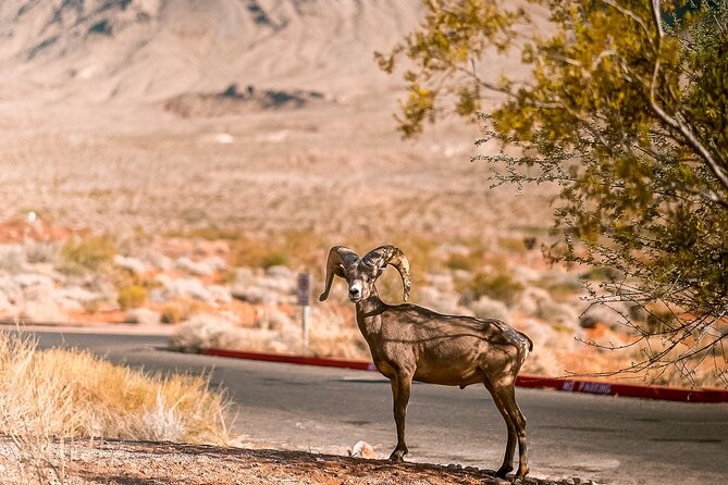 LasVegas Small Group 6Hour Valley of Fire/Hoover Dam/Boulder City - Experiencing Boulder City