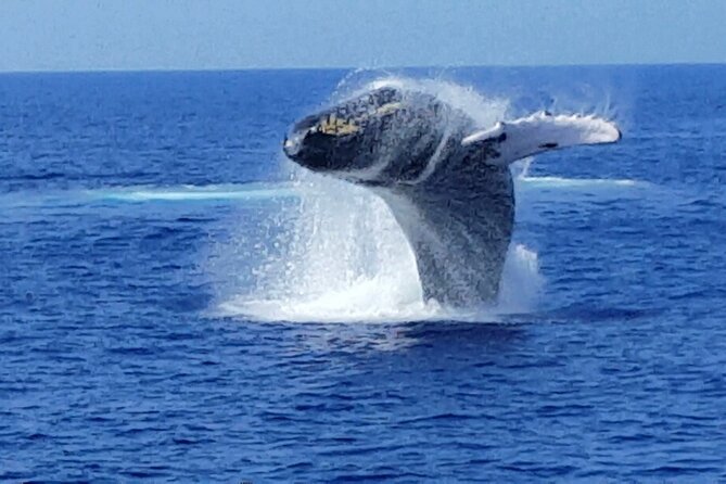Late Morning Whale Watch Cruise From Abay - Frequently Asked Questions