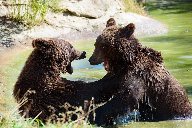 Libearty Sanctuary and Dracula Castle Day Tour From Bucharest - Libearty Bear Sanctuary Zarnesti