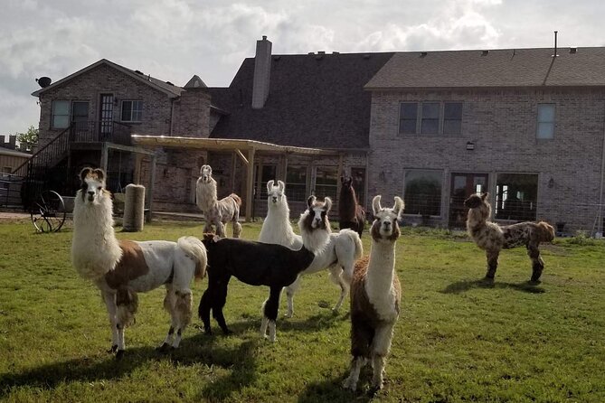 Llama Encounter at ShangriLlama Castle! - Booking and Reservation Details