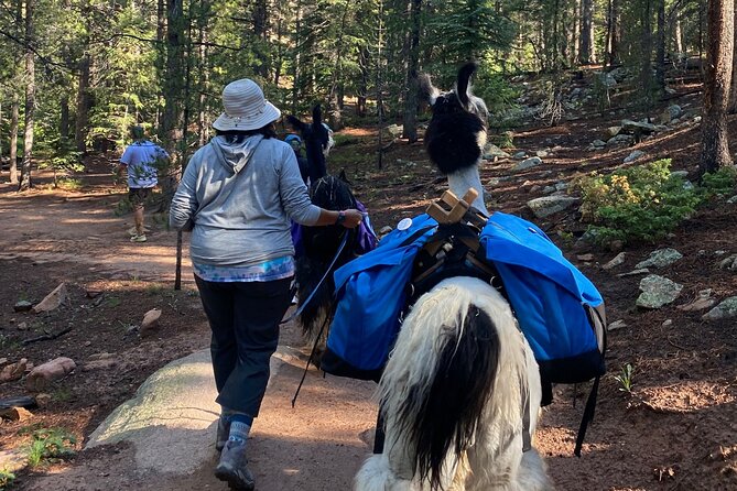 Llama to Lunch in the Rocky Mountains Review - Photographic Memories