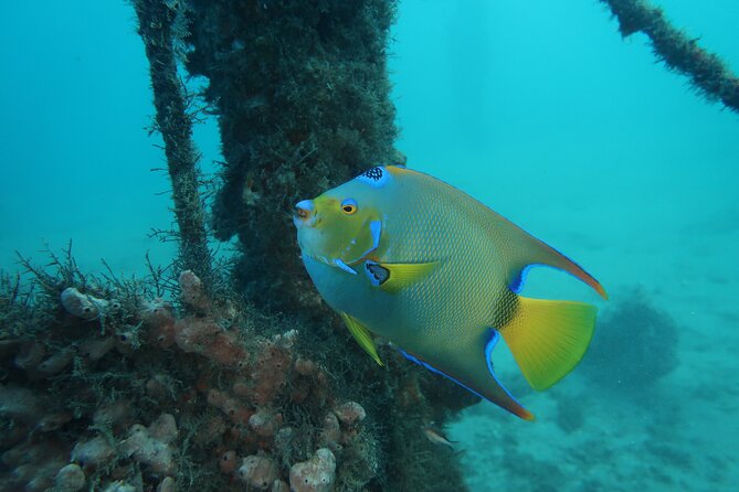 Luxury Snorkeling on Your Vacation Exclusively Private Guaranteed - Convenient Meeting Location and Hours