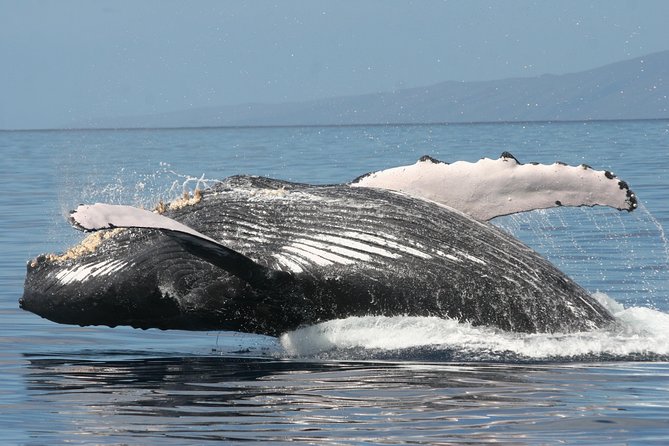 Malolo Whale Watch Cruise Review - Highlights From Traveler Reviews