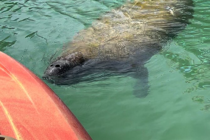 Manatee Discovery Anna Maria Island - Tour Features and Highlights