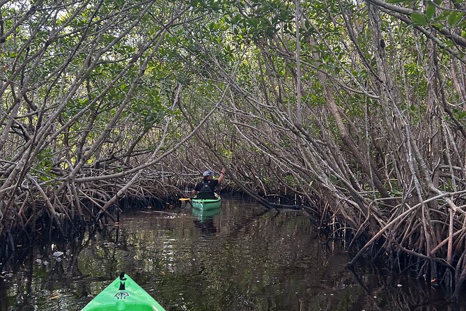 Manatees, Grasslands and Mangroves Kayak Tour (Small Group Tour) - Reviews and Ratings