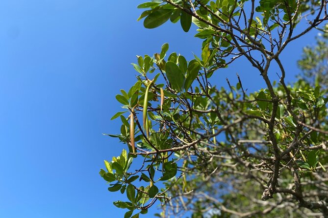 Mangrove SUP in Okinawa - Selecting the Right Gear and Equipment