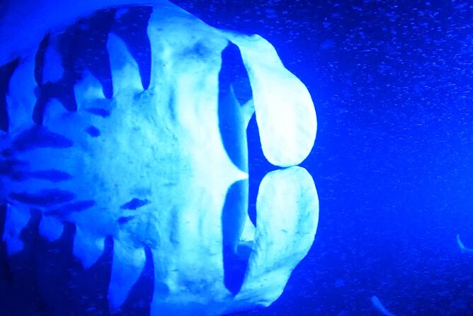 Manta Ray Night Snorkeling Adventure in Kailua-Kona - Customer Feedback and Highlights
