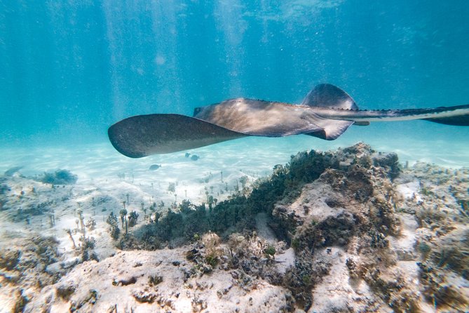 Marinarium Snorkeling Cruise From Bayahibe - Travelers Perspective