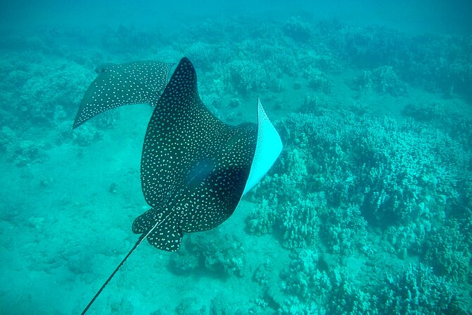 Marine Biologist Guided Snorkel Tour From Shore With Photos - Safety and Accessibility