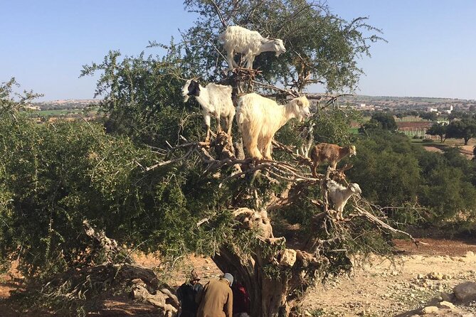 Marrakech Day Trip to Essaouira - Horseback, Camel Ride, ATV on the Beach - Cancellation Policy Explained