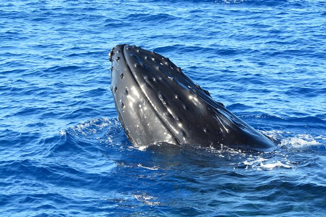 Maui Magic Adventure Snorkel: Molokini Crater and Turtle Stop - Reviews and Feedback From Past Guests