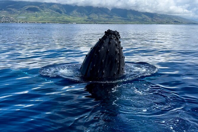 Maui Mid Day Magic Whale Watch - What to Expect