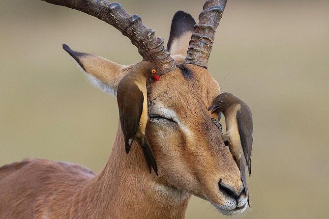 Mikumi National Park 3 Day Tour - Cancellation and Rescheduling Policy