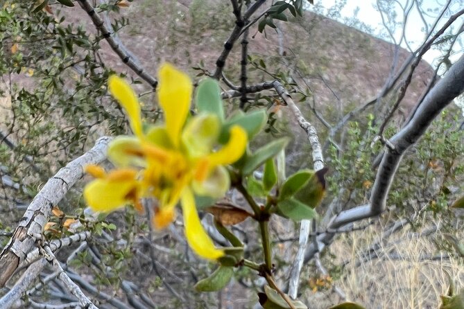 Mindful Journey: a Guided Morning Walk Through the Sonoran Desert - Taking in the Deserts History and Culture