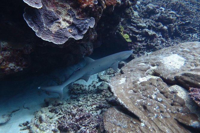 [Miyakojima, Diving Experience] Completely Charter Than 2 People Sea Turtle and Shark Sometimes Madaratobiei! Skin Diving at Deeper Points - Health and Accessibility Requirements
