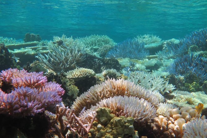 [Miyakojima Snorkel] Private Tour From 2 People Enjoy From 3 Years Old! Enjoy Nemo, Coral and Miyako Blue - Booking Information