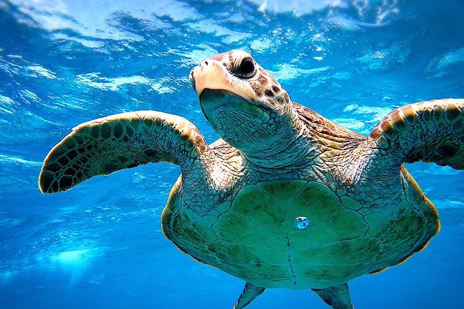 [Miyakojima Snorkel] Private Tour From 2 People Go to Meet Cute Sea Turtle - Snorkeling Experience
