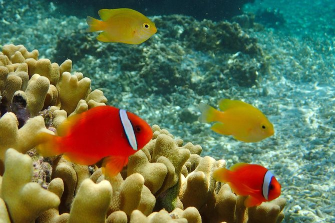 Miyakojima / Snorkel Tour to Enjoy Coral and Fish - Booking Information