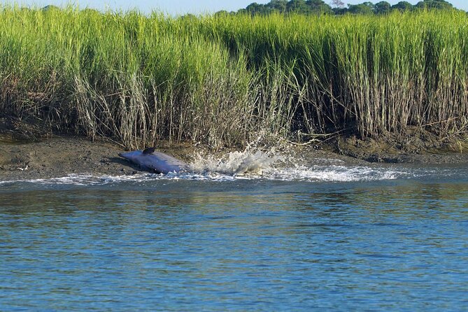 Morning Beaufort River Tour Review - Highlights of the Tour