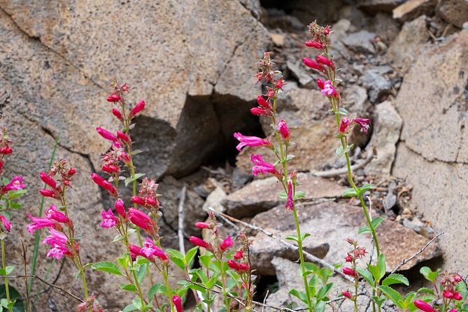 Mount Shasta Guided Tour Review - Exploring the Energy and History of Mount Shasta