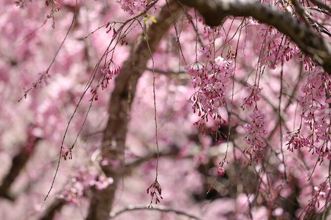 Mt. Fuji Cherry Blossom One Day Tour From Tokyo - Additional Information