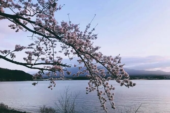 Mt Fuji Kawaguchiko Oishi Park Oshino Hakkai & Gotemba Tour｜Tokyo - Important Information