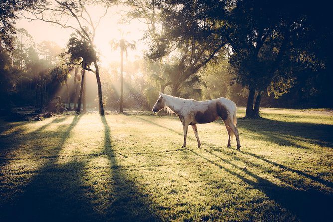 Mustang Rescue & Care Center Review - Highlights and Takeaways