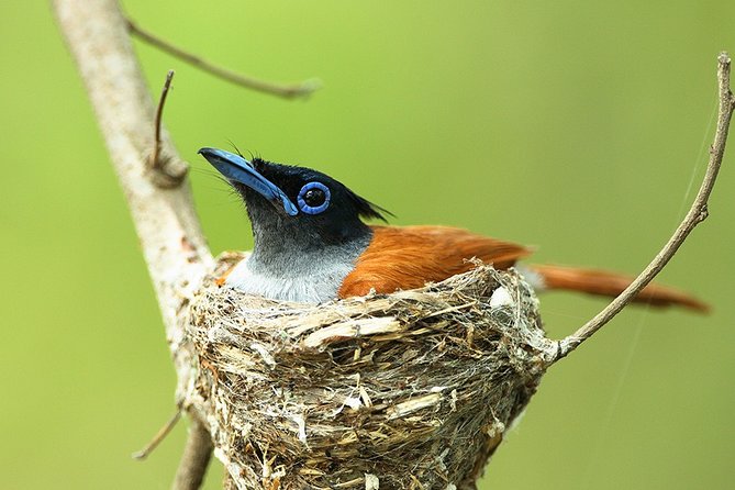 Muthurajawela Bird Watching Tour From Colombo & Negombo - Pickup Information and Logistics