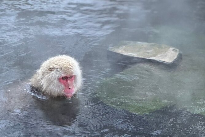 Nagano: Snow Monkey and Zenkoji Temple Free Sake Taste Day Tour - Tour Experience