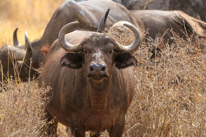 Nairobi National Park 5 Hours Tour - Tour Experience Highlights