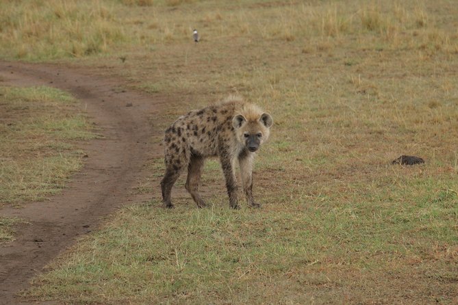 Nairobi National Park Tour - Accessibility Features