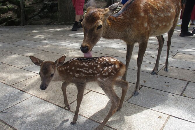 Nara ENGLISH GUIDE, Giant Buddha, Deer Free in the Park - Important Considerations for the Tour