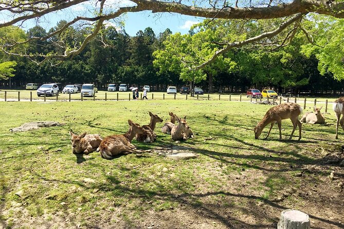 Nara Half-Day Bus Tour From Kyoto - Tips for an Enjoyable Nara Half-Day Tour