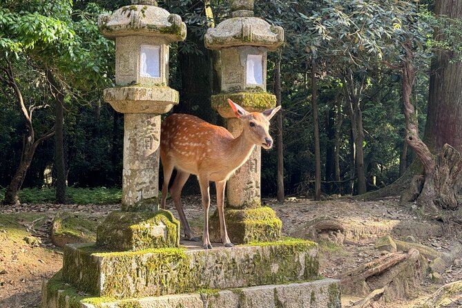 Nara: Half-Day Private Tour of 4 Must-See Spots & Deer Park - Todai-ji Temple