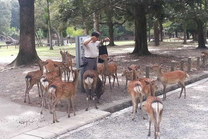 Nara Todaiji Lazy Bird Walking Tour - Visiting Kofukuji Temple