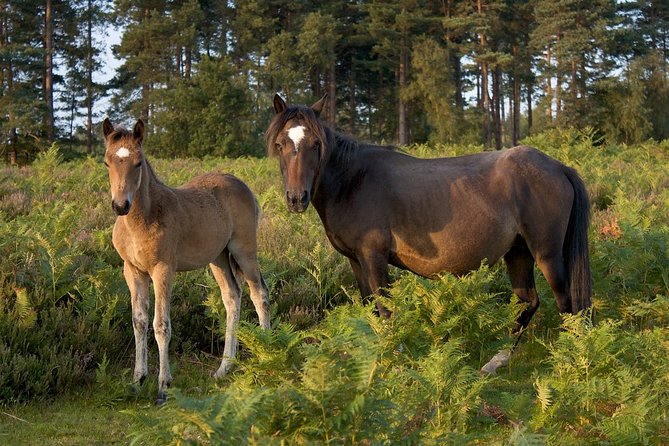 New Forest & Salisbury Day Tour From Southampton - Salisbury Cathedral and the Magna Carta