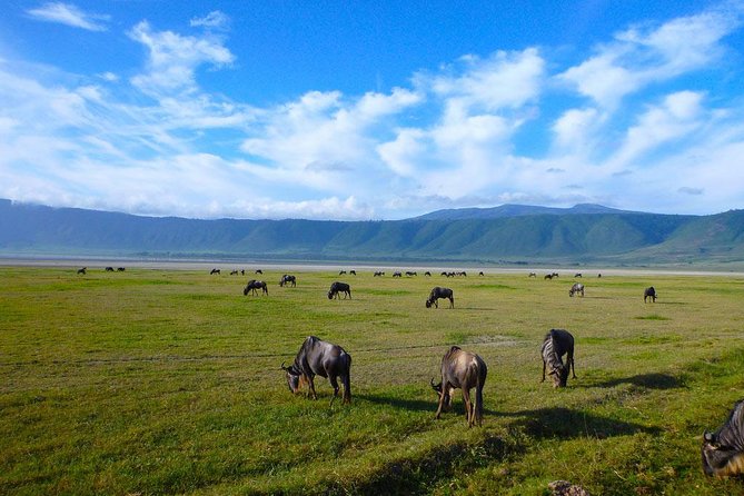 Ngorongoro Crater Day Trip - Safety and Accessibility