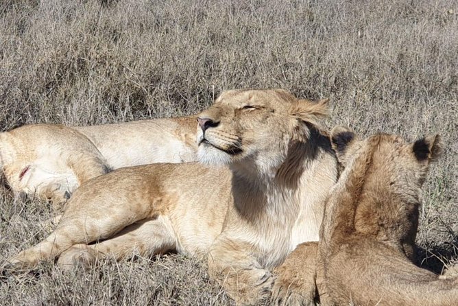 Ngorongoro Day Trip From Arusha / Kilimanjaro - Pricing Details