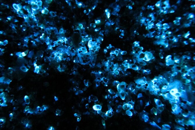 Night Kayak Tour Relax Under the Natural Glow of Sea Fireflies - Activity Details
