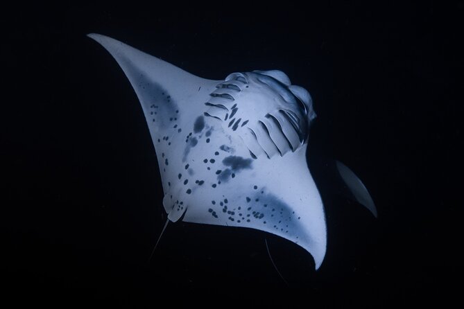 Night Manta Ray Snorkel Review: Unforgettable Experience - Cancellation Policy and Reviews