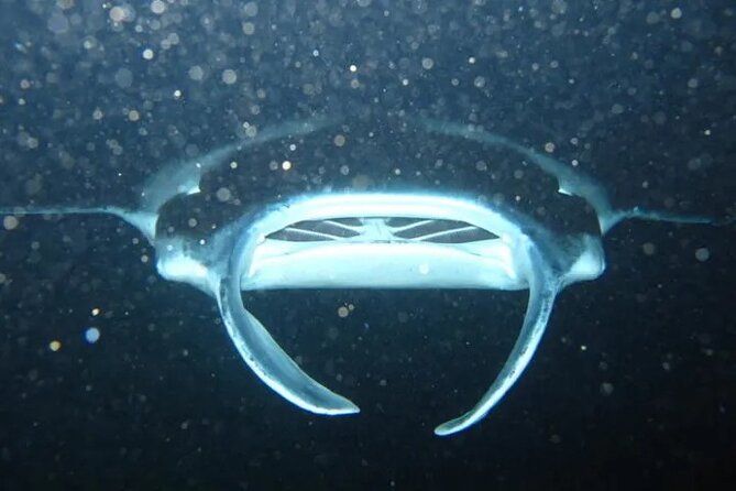 Night Manta Ray Tour | Departs From Keauhou Bay