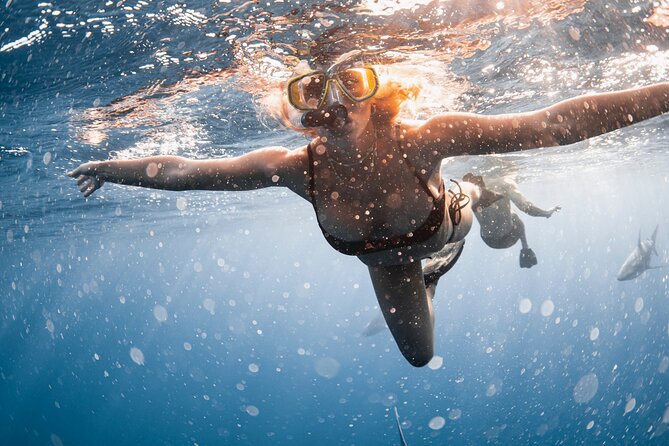 Oahu Open Water Shark Diving Experience - Unique Highlights
